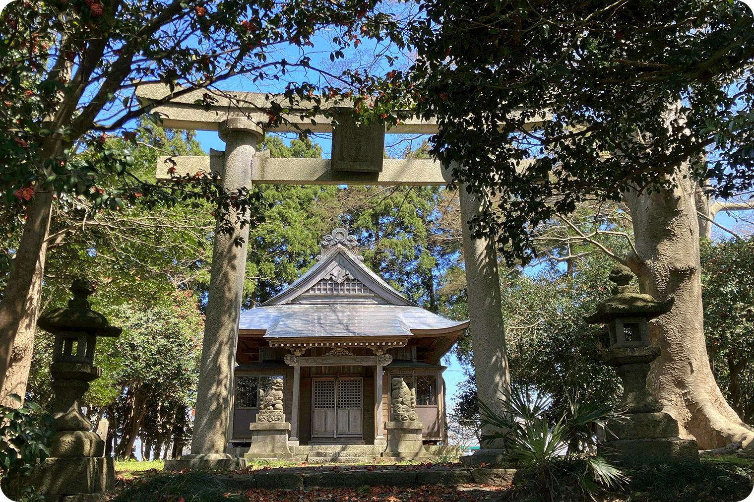 椿の森と熊野神社