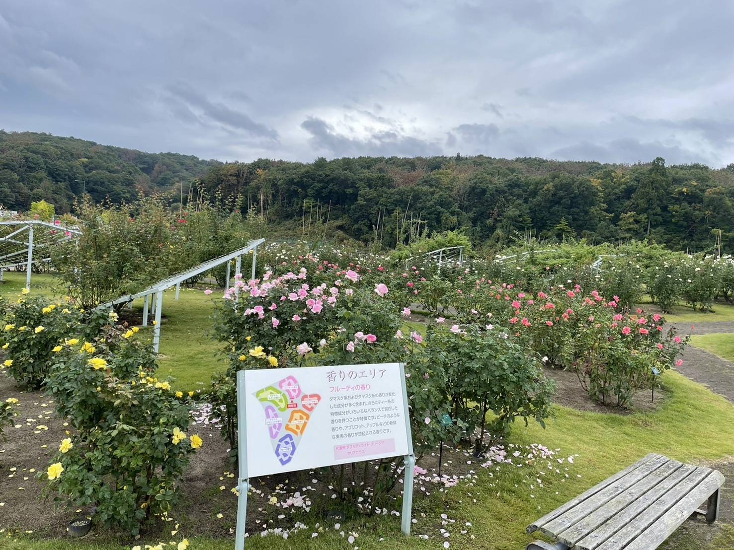 長岡移住のきっかけは“花火とラジオ”？大阪出身者のリアルな移住体験記